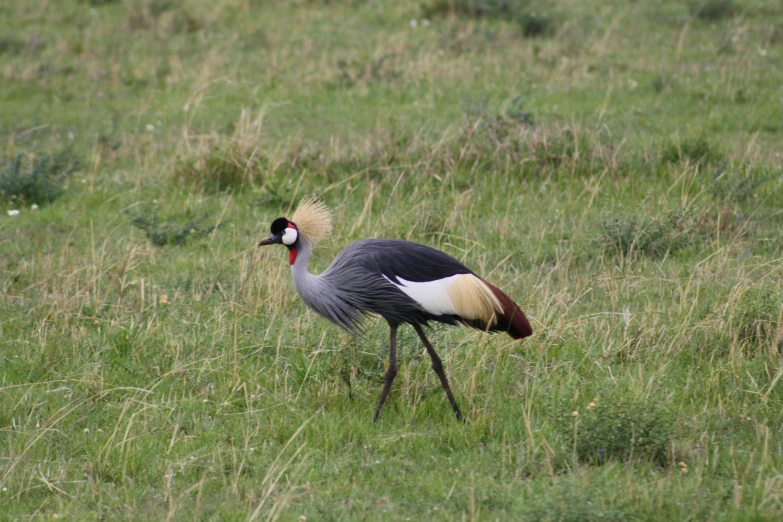 large long legged birds standing in a grassy field