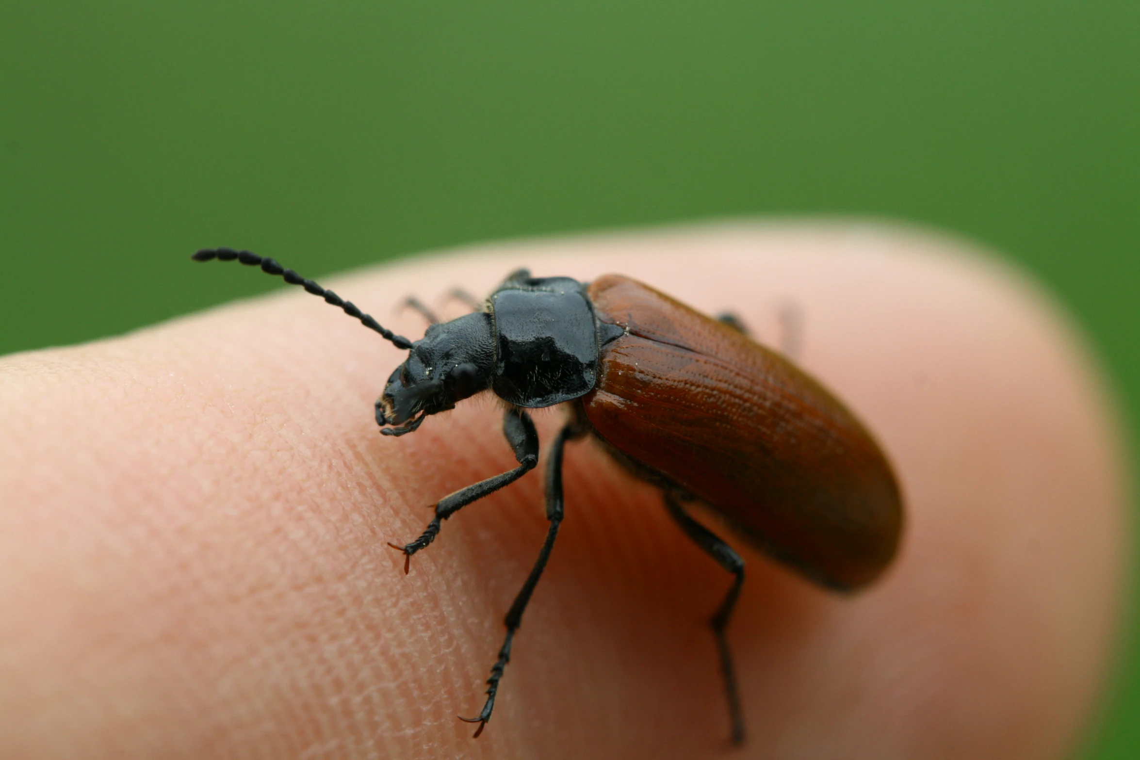 there is a bug sitting on someones finger