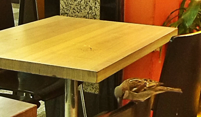 a bird sits on the table in a restaurant