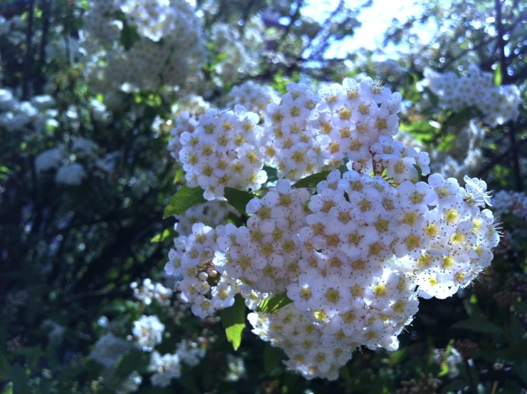 white flowers with small green leaves in front of some trees