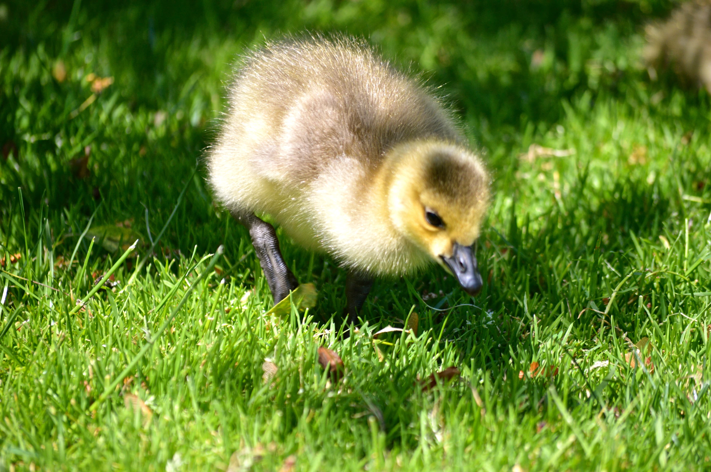 a duckling walking through grass on a sunny day