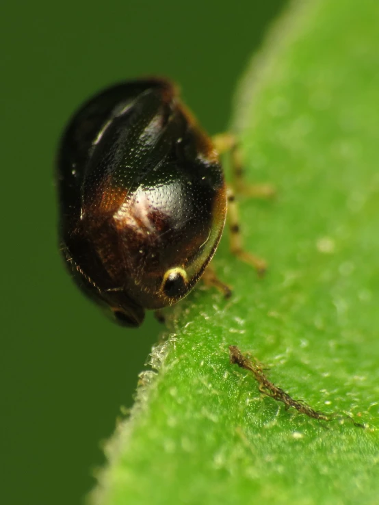 there is a bug crawling on top of the leaf