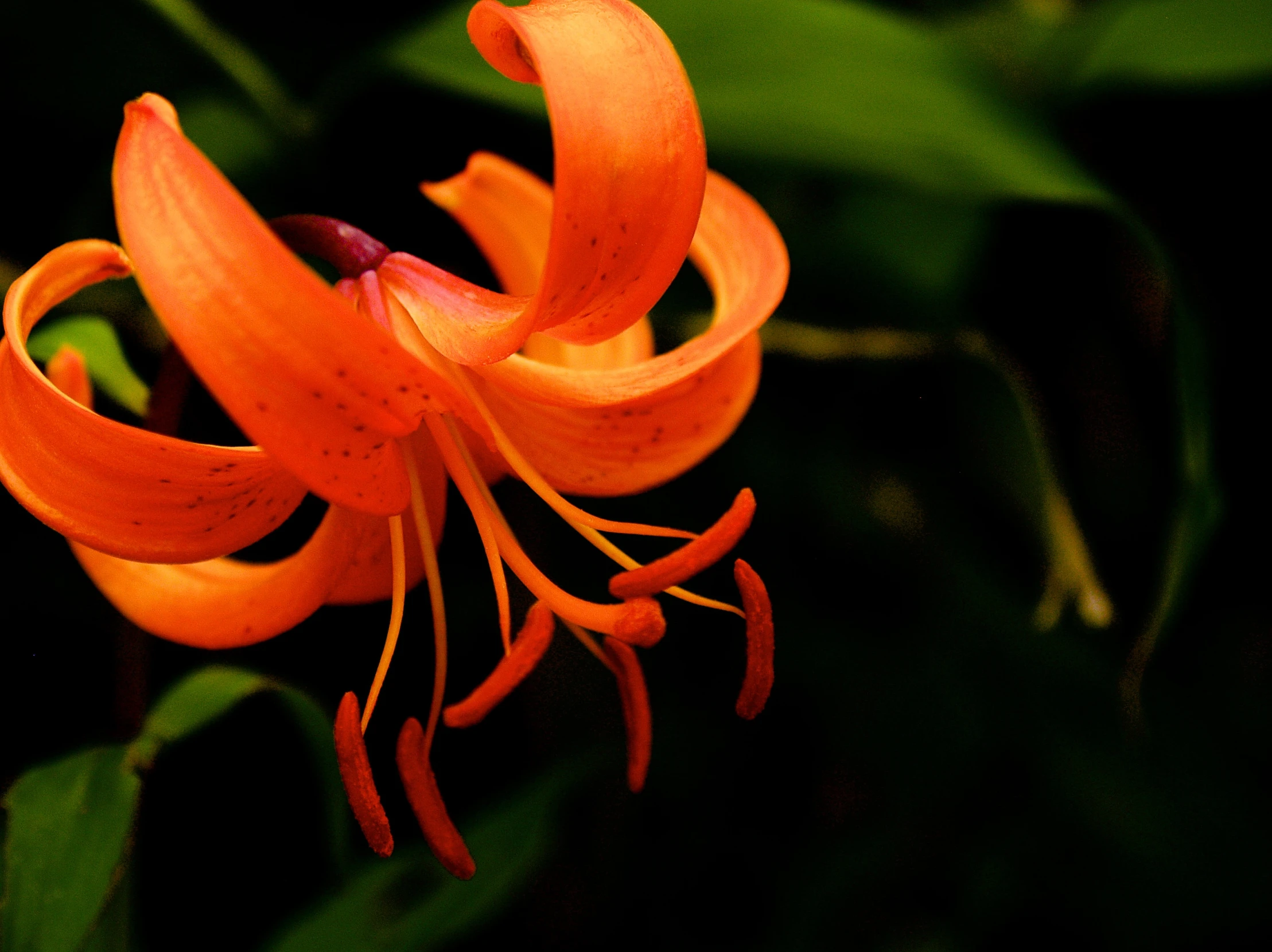 an orange flower that is on a plant