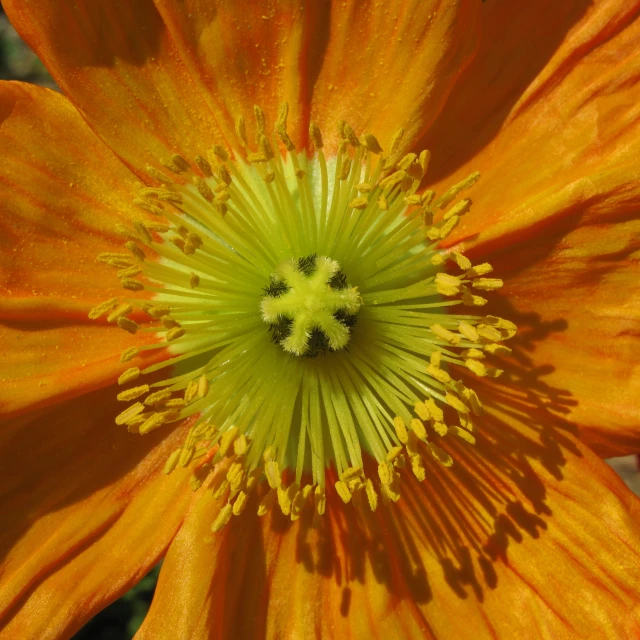 the yellow flower has a small green center