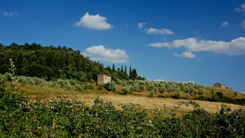 a view of a field that is surrounded by trees