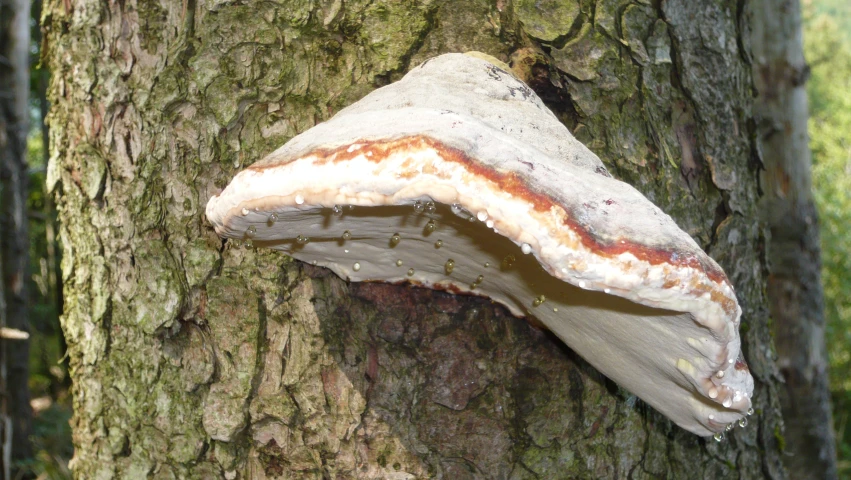 the tail of an old, rotten tree, on a tree trunk