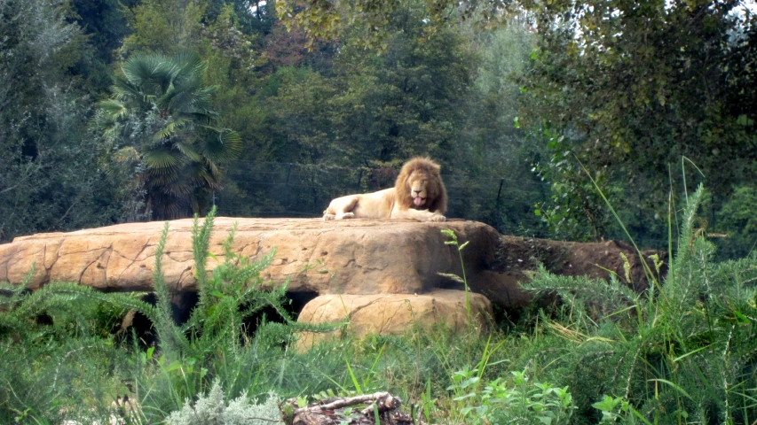 a lion laying on top of a large log