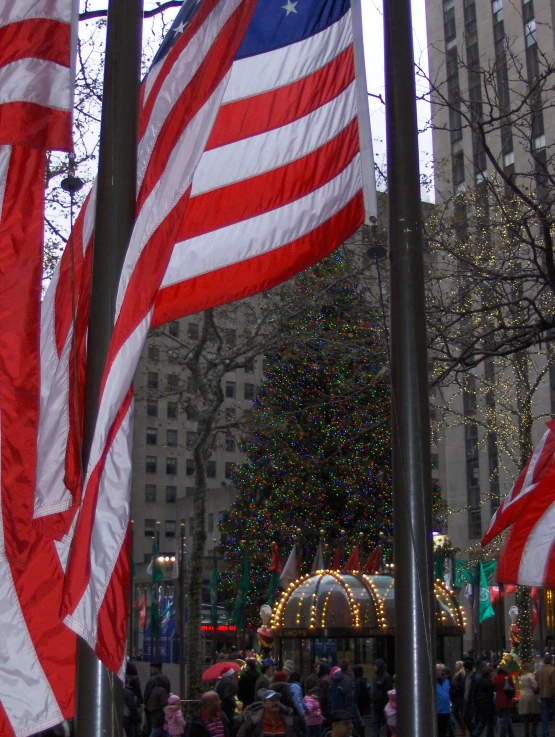 several american flags are shown on poles in front of a tree