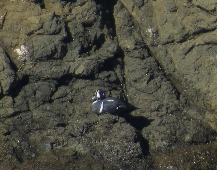 a black bird on a rock with another sea gull in the distance