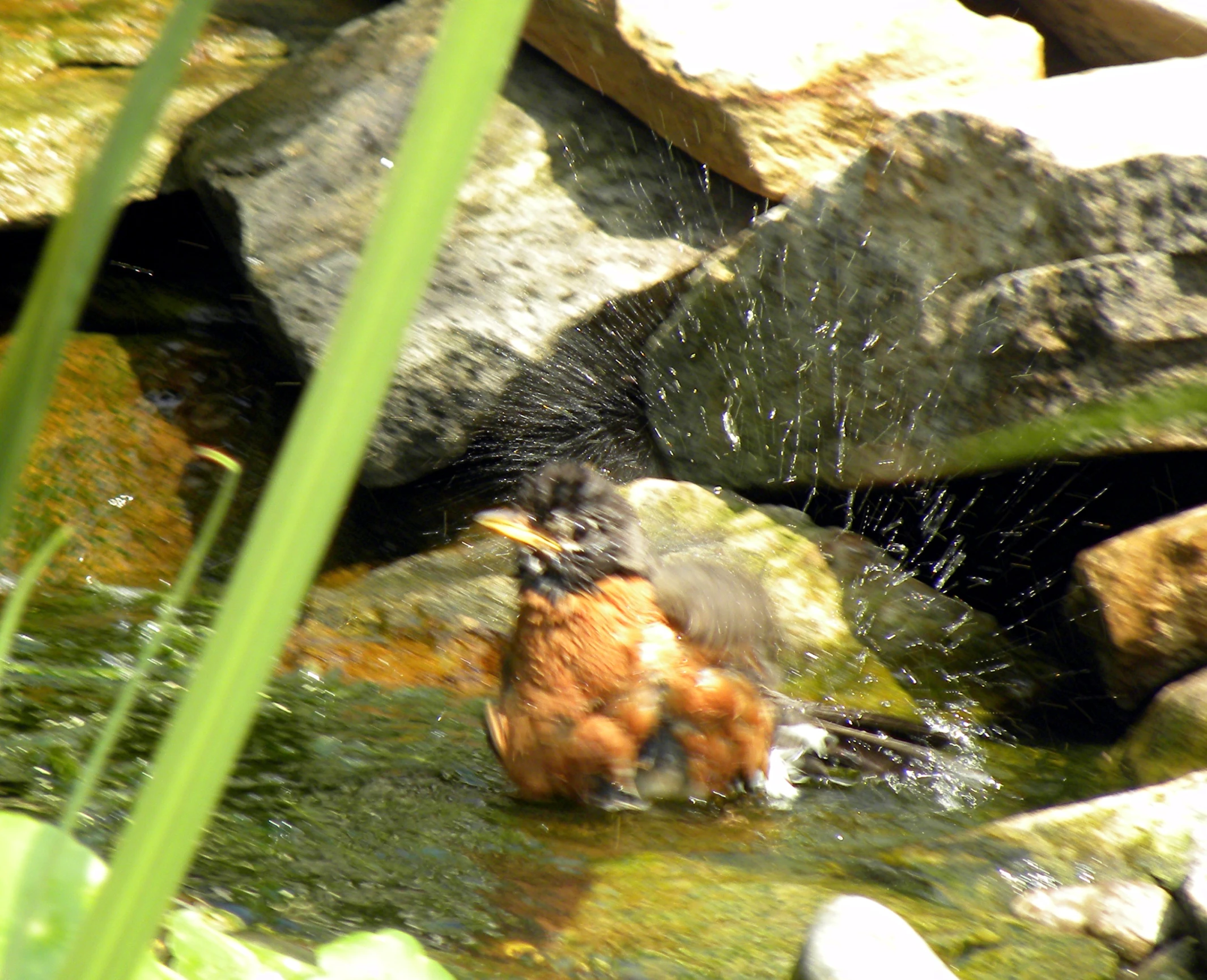 a bird is bathing and standing in a stream