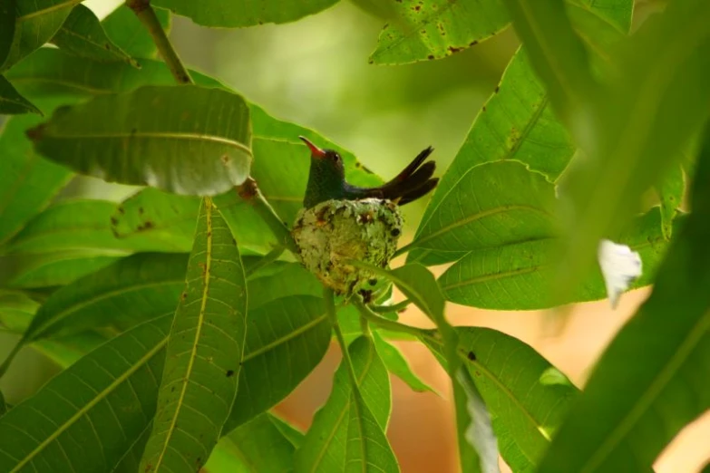 a green bird with a red and black body sits in a tree