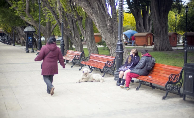 a number of park benches with people and dog
