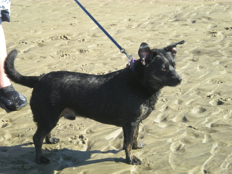 a small dog is being leashed on a beach