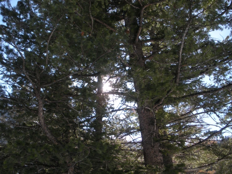 an area with some tall trees and no one is on the grass