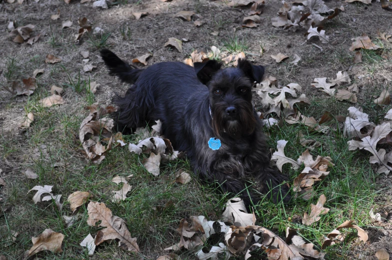 a black dog is sitting among leaves in a yard