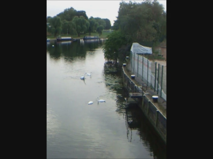 a couple of white birds are swimming in the water