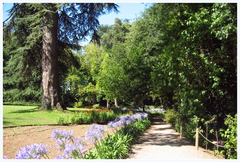 a dirt road in a forest surrounded by purple flowers