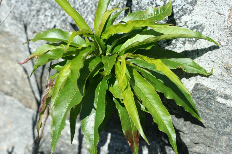 a potted plant that has fallen apart, sitting by a rock