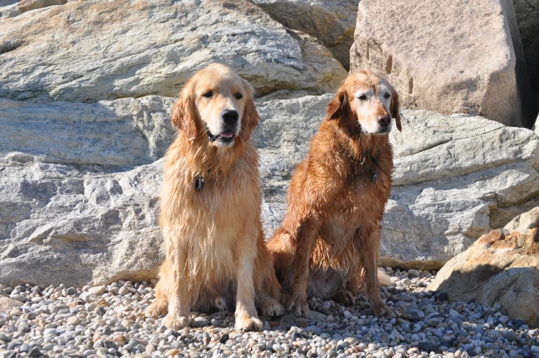 two dogs sitting in the sun on top of a beach