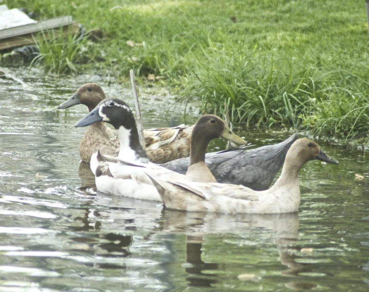ducks in shallow water near area with green grass