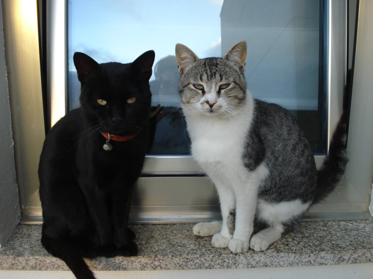 two cats are looking in a very small window