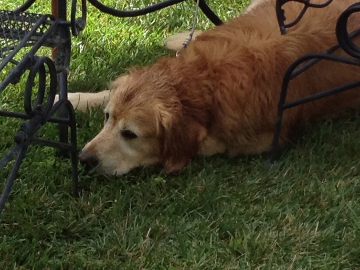 a dog that is laying under a table