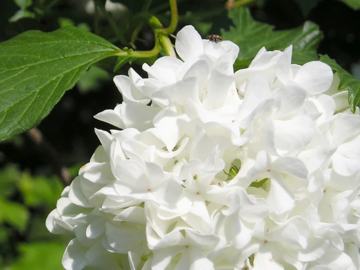 large white flowers on tree with green leaves