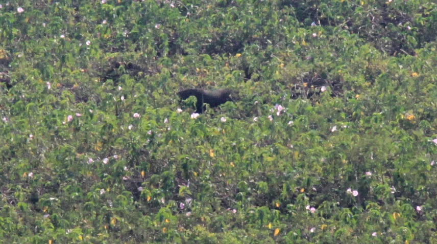 an animal standing in the middle of a forest full of flowers