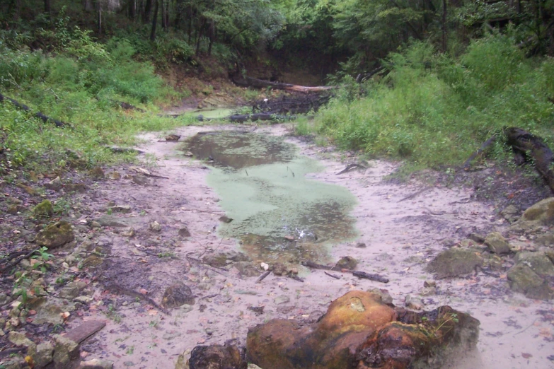 green water near some dirt and trees