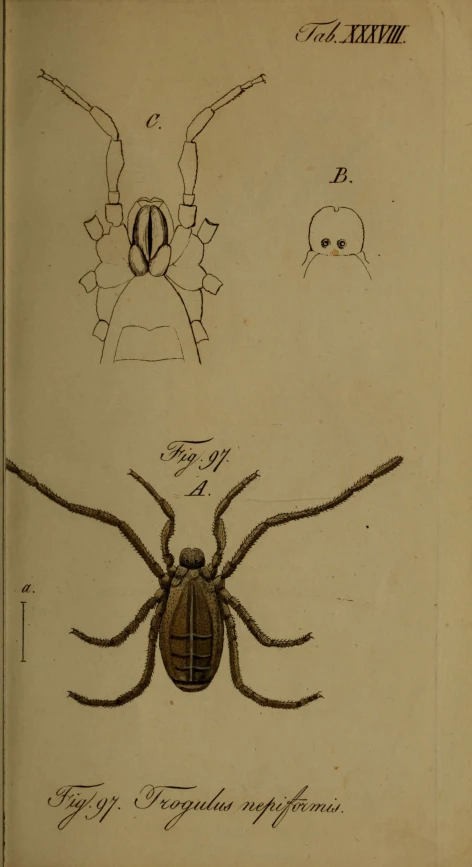 a drawing depicting a beetle with two similar insects on it