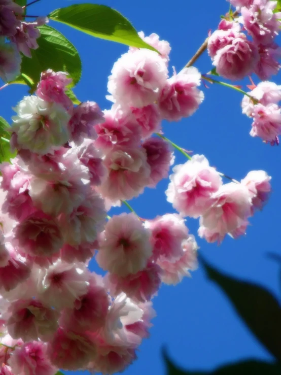 a flowering tree nch on a clear day