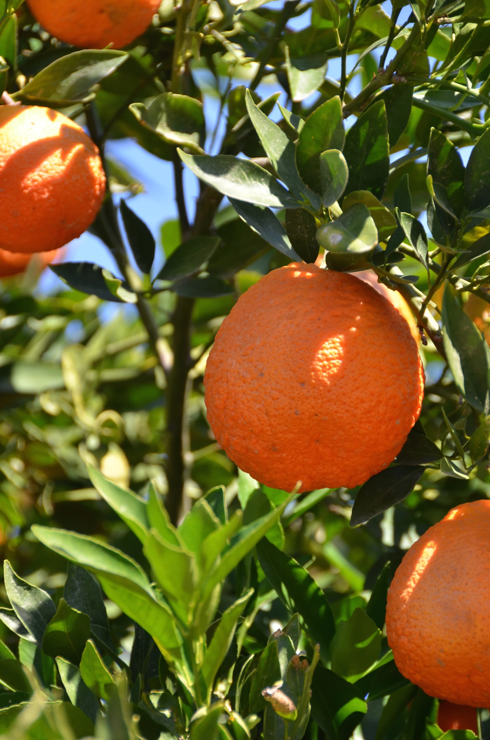 there are four oranges hanging from the tree