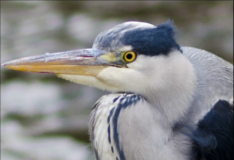 a close - up s of a blue heron bird's head