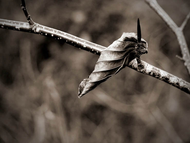 a leaf sits on top of a nch