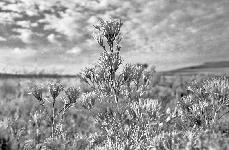 a black and white image of some sort of plant in the desert