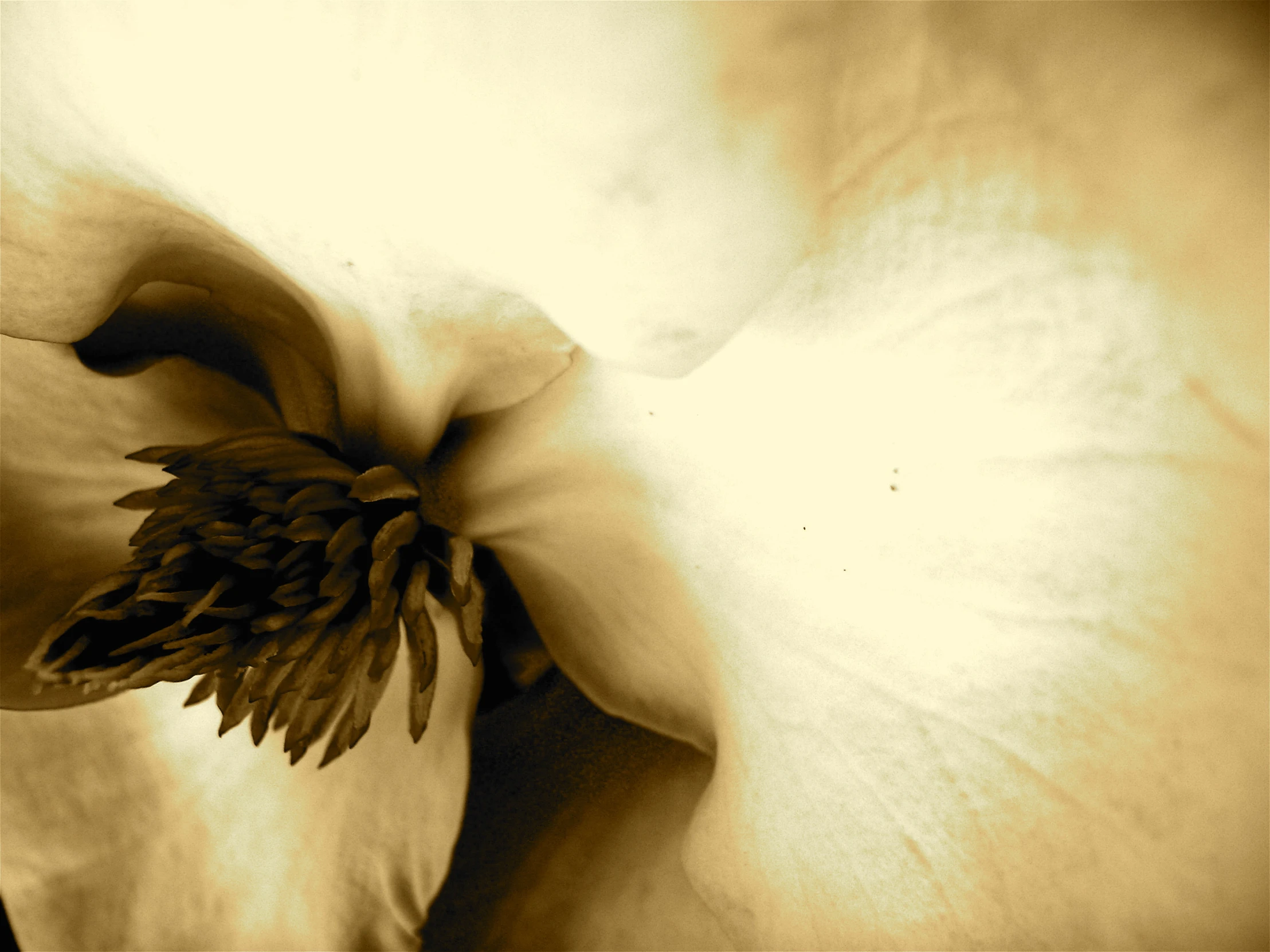 white flower with yellow center in sepia - toned picture