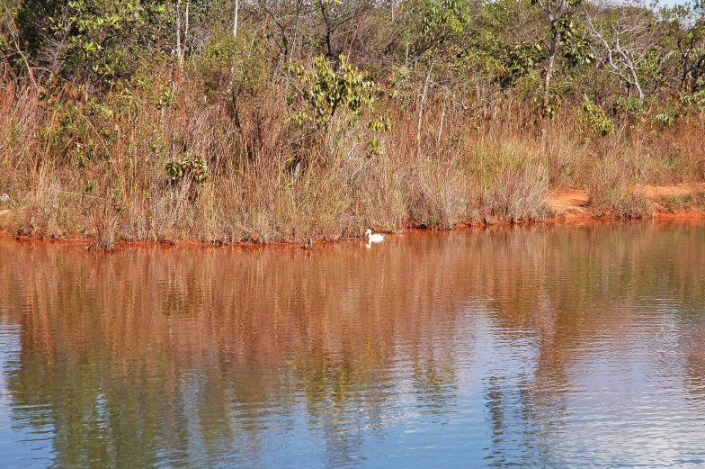 a small body of water next to a forest