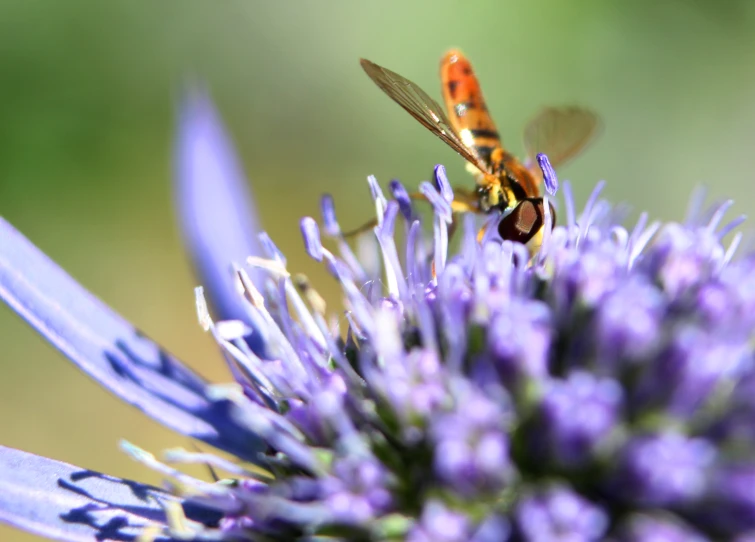 two bees sitting on top of a purple flower