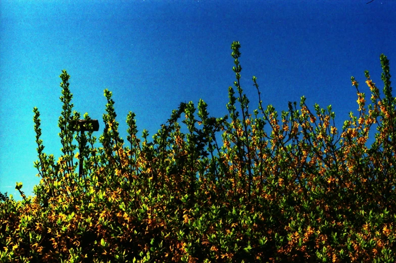 a yellow shrub with little pink flowers in front of a blue sky