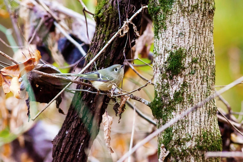 the small bird is sitting on the nch