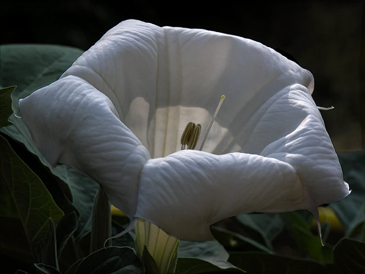 the white flower is in the center of the large leaves