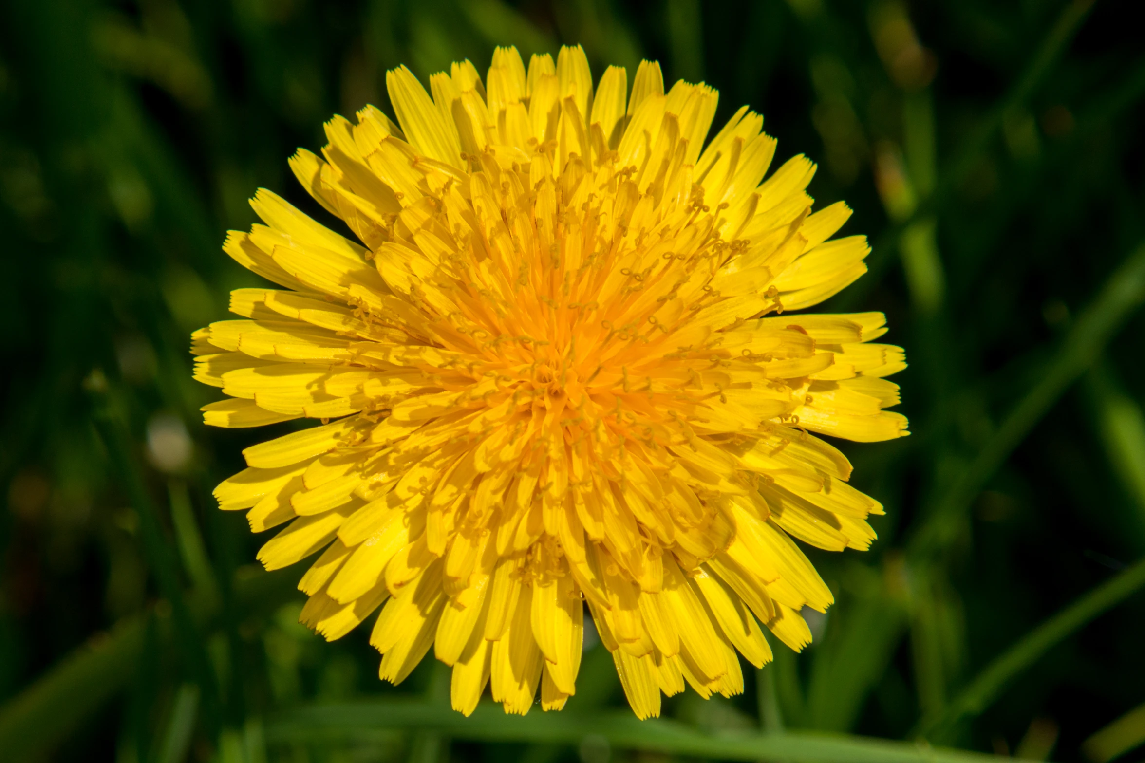 closeup of a yellow flower with water drops