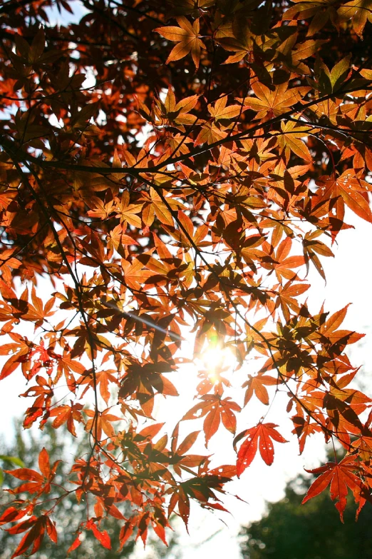 the sun is shining through leaves in the tree