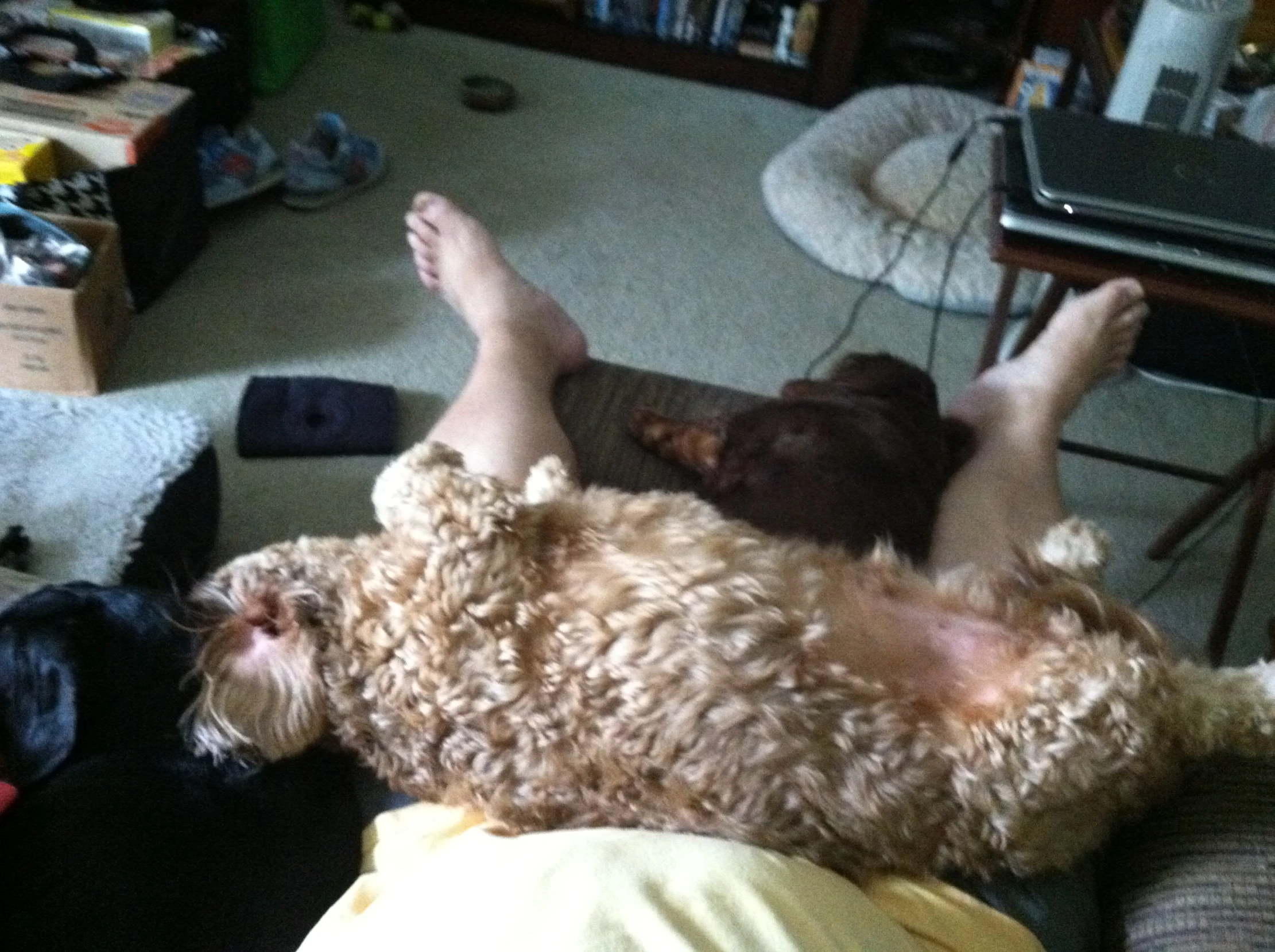 an adult dog and a small dog are laying together