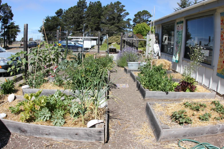 a garden that has many plants in it