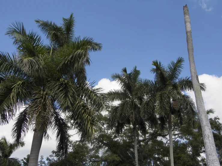 four large trees in front of blue sky