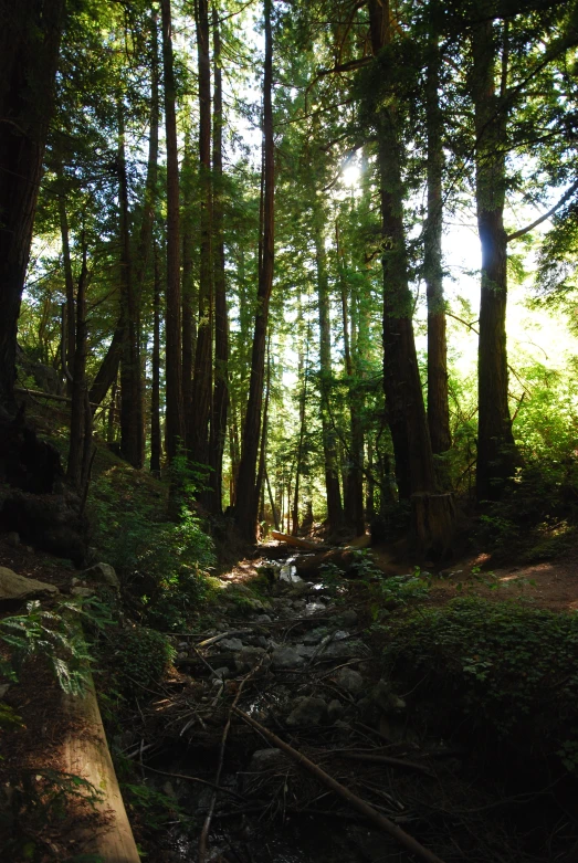 trees in the forest are growing over a small stream