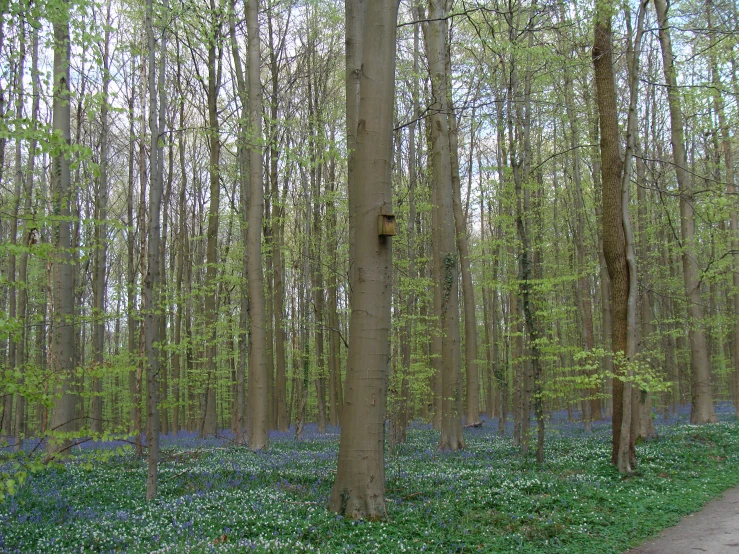 the trail in the woods leads through bluebells