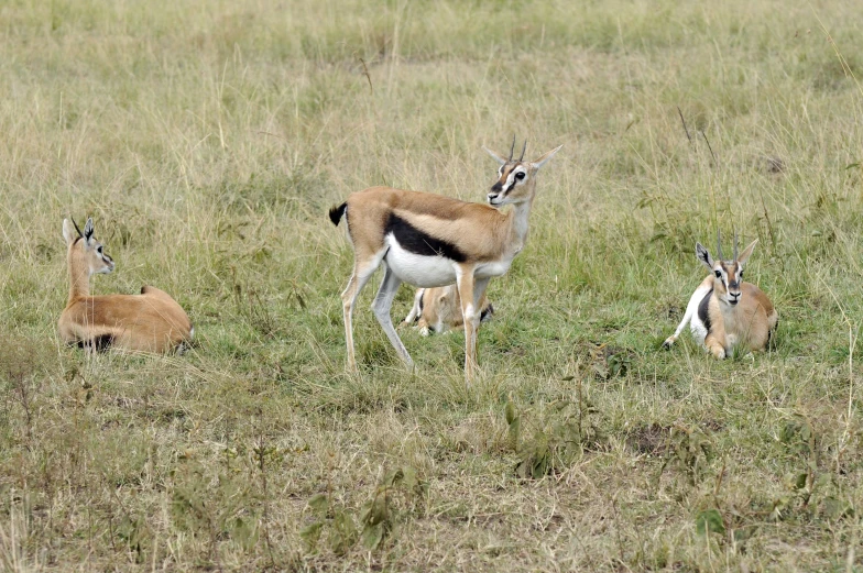 there are two gazelles, one with a brown head and a black neck, standing in the grass