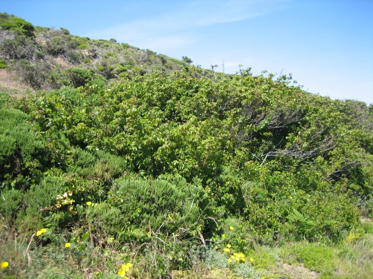 an area with weeds and vegetation on top of it